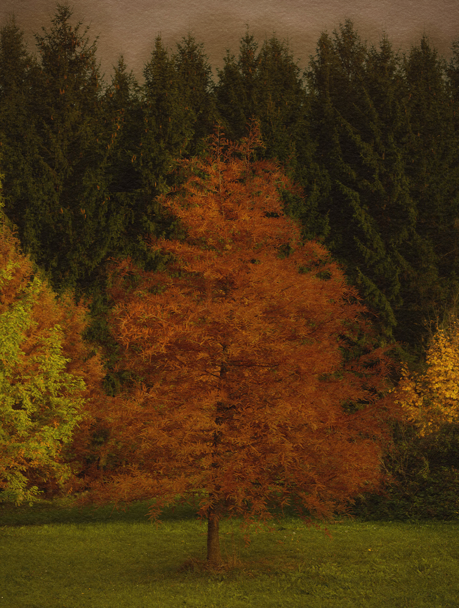 Garden and Trees, Trees, Eiche, Quercus